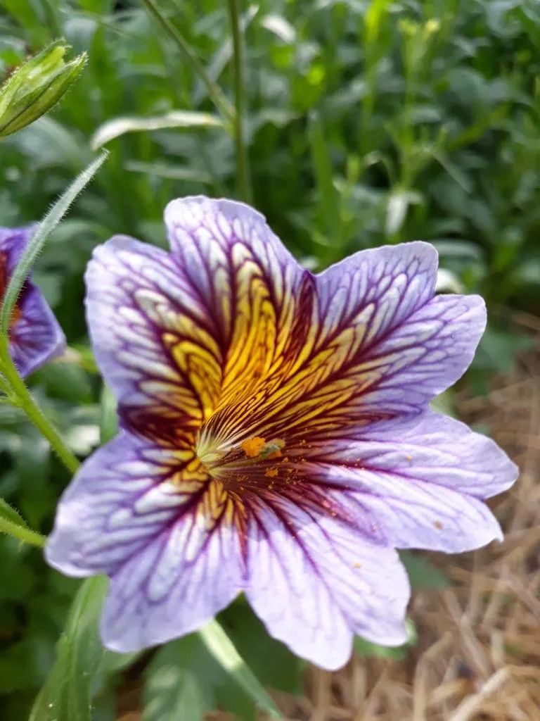 Sur cette image, on voit une fleur de Salpiglossis sinuata en gros plan, mettant en valeur ses motifs et ses couleurs spectaculaires. La fleur présente des pétales de couleur lavande avec des nervures complexes et bien marquées en rouge et jaune, qui créent un motif saisissant en forme de rayons partant du centre. Le cœur de la fleur est profond, avec une teinte jaune doré, et des grains de pollen sont visibles, ajoutant une touche de naturel et de vie à l'image. L'arrière-plan est flou, laissant apparaître un feuillage vert et dense, qui accentue la beauté de la fleur en premier plan. L'ensemble dégage une impression de finesse et d'élégance florale.