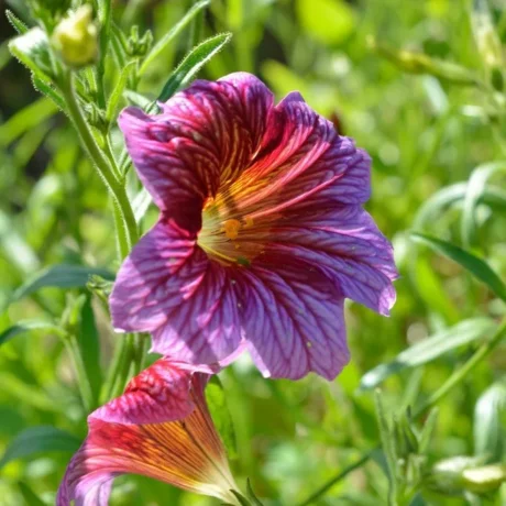 Sur cette image, on peut voir une fleur de Salpiglossis sinuata aux teintes riches et vibrantes. La fleur principale, mise en évidence par la lumière naturelle, est d'une couleur violette profonde avec des nervures marquées en rouge et des touches de jaune au centre, créant un effet de dégradé saisissant. Le centre de la fleur est jaune doré, ajoutant de la luminosité et du contraste. En dessous, une autre fleur est en train de s'ouvrir, affichant des nuances similaires mais plus subtiles. L'arrière-plan est composé de feuilles vertes floues.