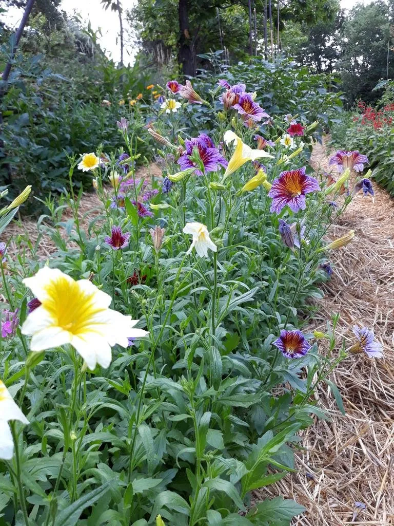 Sur cette image, on voit un jardin coloré et vivant avec de nombreuses fleurs de Salpiglossis sinuata en pleine floraison. Les fleurs, réparties sur plusieurs rangées, présentent des teintes variées allant du blanc et jaune lumineux au violet profond avec des nervures rouges et jaunes marquées. Le chemin en paillis visible à droite de l'image mène à travers les plantes, ajoutant une texture naturelle à la scène. L'arrière-plan verdoyant, composé d'arbustes et de grands arbres, encadre le jardin tout en créant une ambiance sereine et bucolique. Les différentes couleurs et formes des fleurs ajoutent une diversité visuelle attrayante, mettant en valeur la beauté du jardin en pleine floraison.