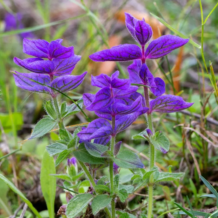 Graines biologiques reproductibles de Salvia Viridis "Blue Monday" - Pensez Sauvage