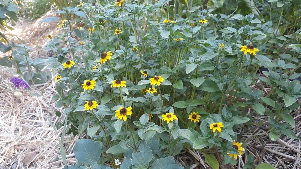 Graines biologiques reproductibles de Sanvitalie - Pensez Sauvage