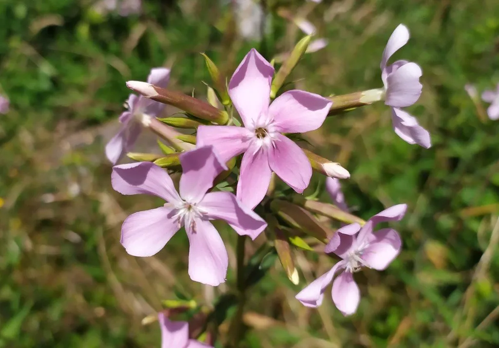 graines biologiques et reproductibles de saponaire