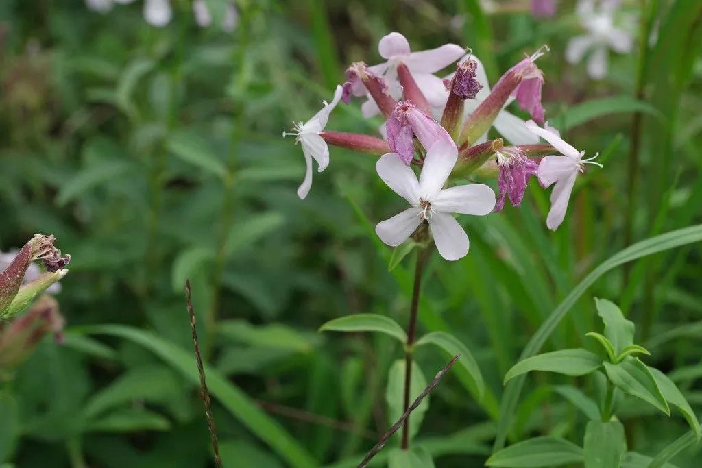 semences biologiques et reproductibles de saponaire officinale