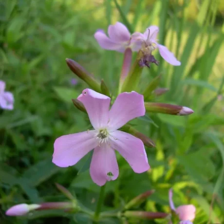semences paysannes de saponaire officinale