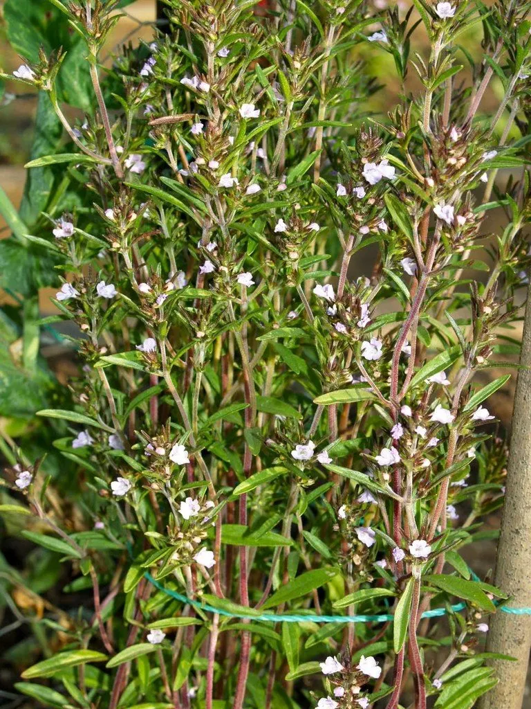Graines biologiques reproductibles de Sarriette des jardins - Pensez Sauvage