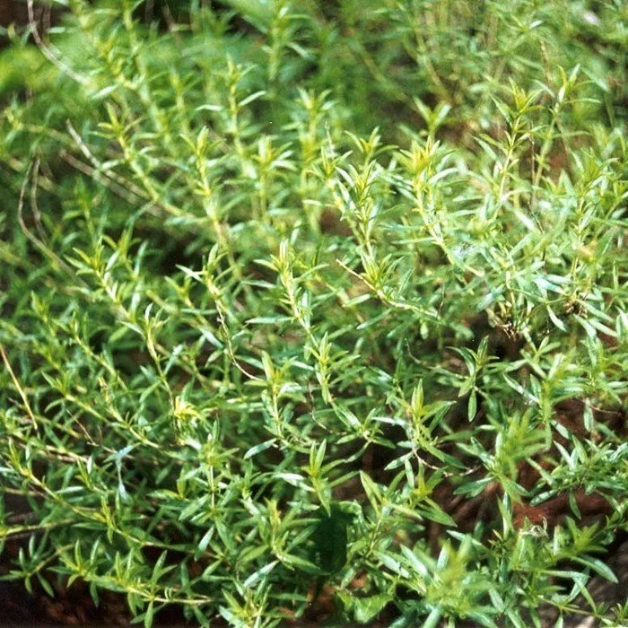 Graines biologiques reproductibles de Sarriette des jardins - Pensez Sauvage