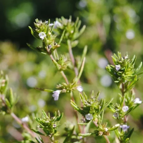 Graines biologiques reproductibles de Sarriette des jardins - Pensez Sauvage