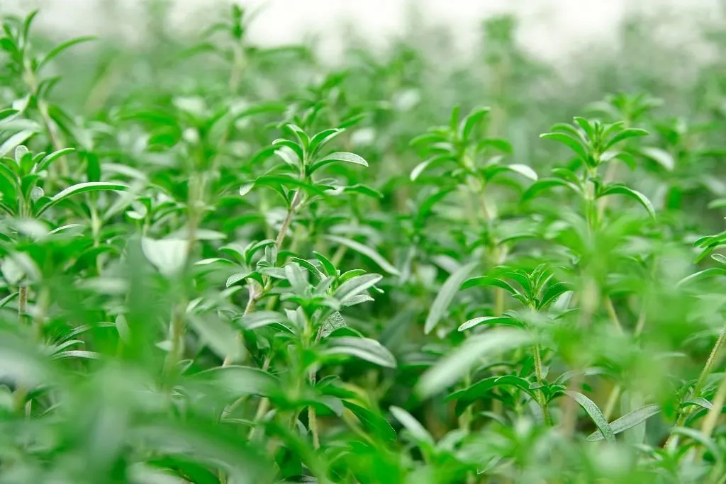 Graines biologiques reproductibles de Sarriette des jardins - Pensez Sauvage