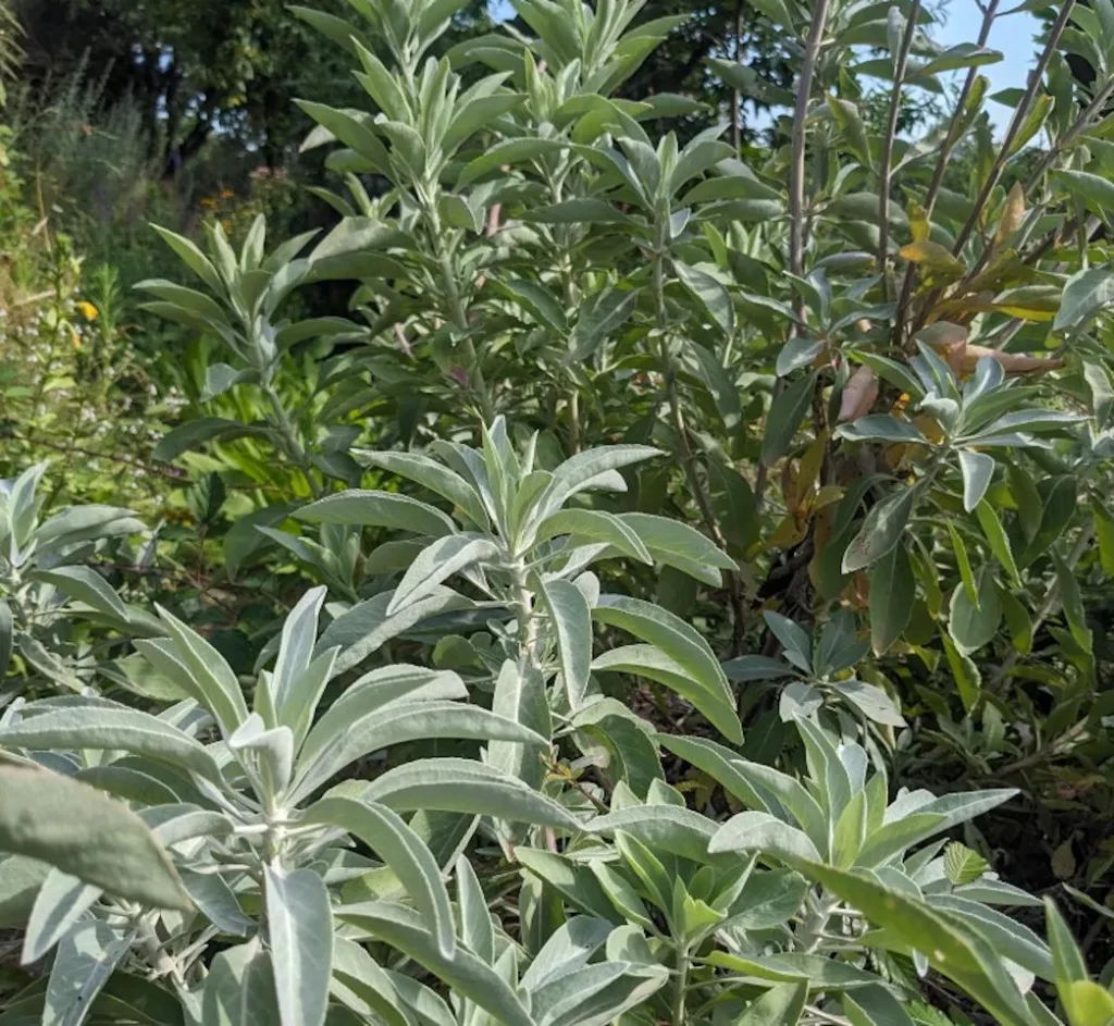 une plante de sauge blanche est visible sur la photo, on la voit entierement, elle mesure environ 70 cm de hauteur