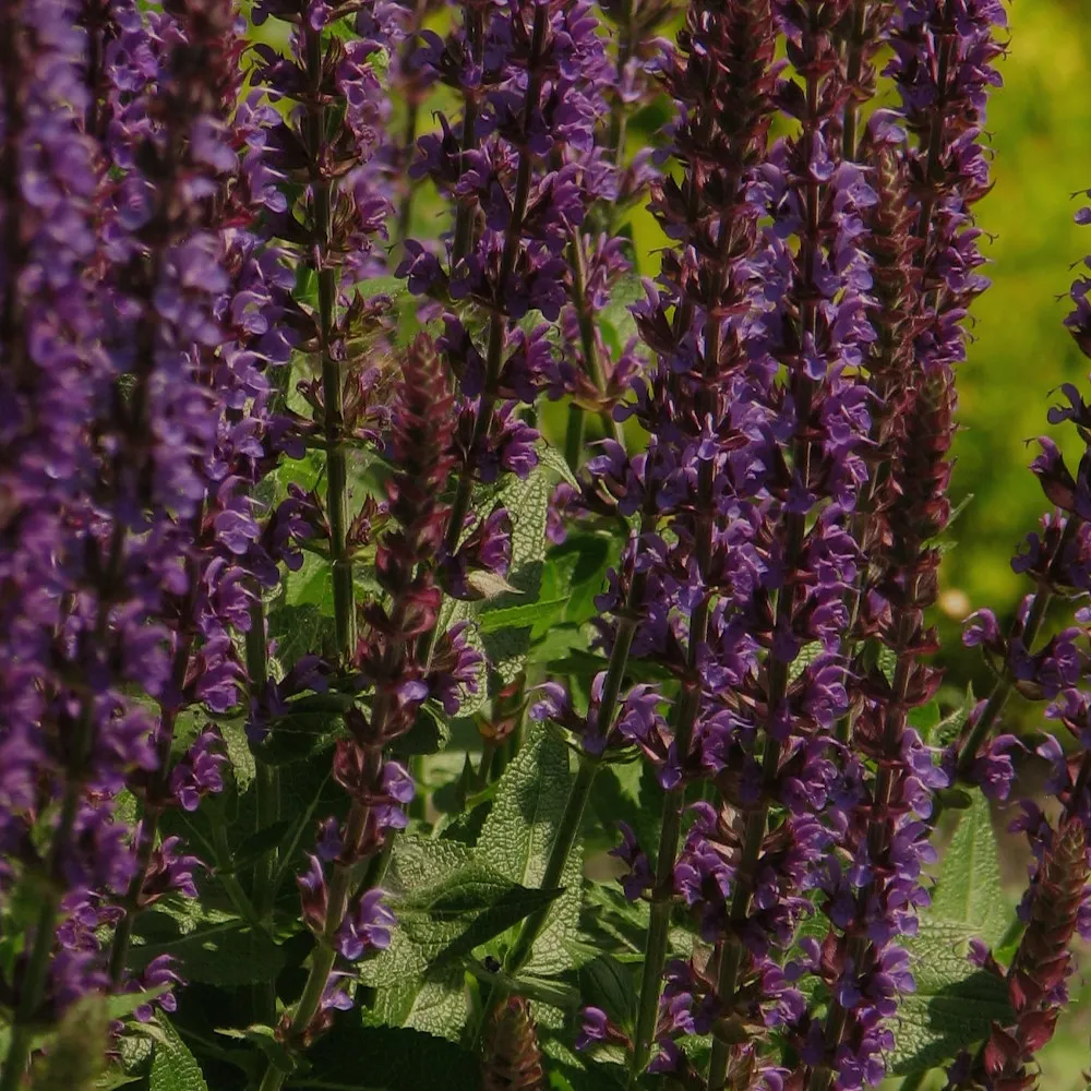 Sur l'image, on voit des épis de fleurs de sauge des bois (Salvia nemorosa) en gros plan. Les tiges verticales sont densément couvertes de petites fleurs violettes, créant une texture compacte et colorée. Les fleurs sont disposées en étages le long des tiges, avec des nuances pourpres sur les bractées et les bases des fleurs, ce qui ajoute de la profondeur à la composition. En arrière-plan, quelques feuilles vertes et dentées sont visibles, ainsi qu'un léger flou de verdure qui met en valeur les épis fleuris au premier plan.