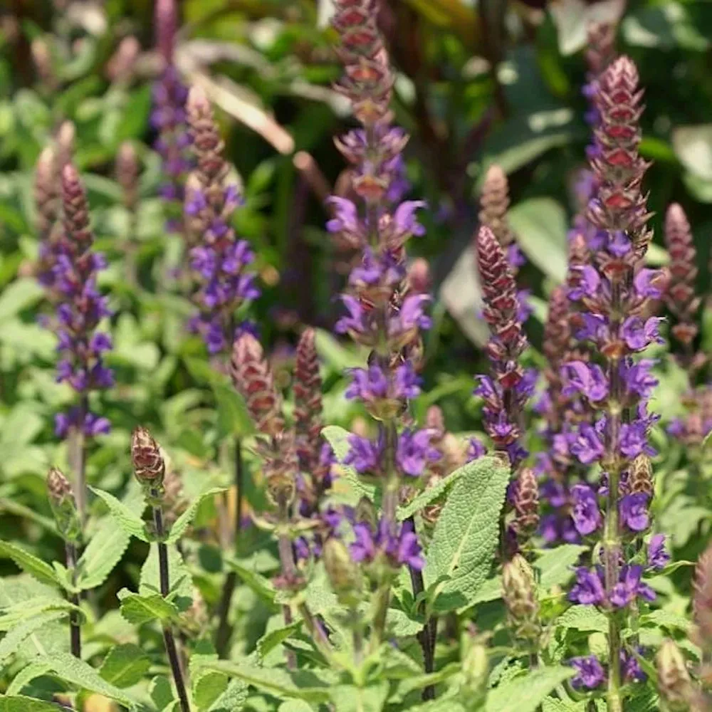 Sur l'image, on aperçoit plusieurs épis de fleurs de sauge des bois (Salvia nemorosa) en pleine floraison, avec des tiges dressées portant des fleurs violettes intenses. Les fleurs, regroupées le long des tiges, sont accompagnées de bractées pourpres qui ajoutent des nuances sombres aux inflorescences. Le feuillage vert, composé de feuilles légèrement dentées, encadre les épis et donne une impression de densité. En arrière-plan, un flou de verdure permet de mieux distinguer les épis fleuris au premier plan, créant un effet de profondeur.