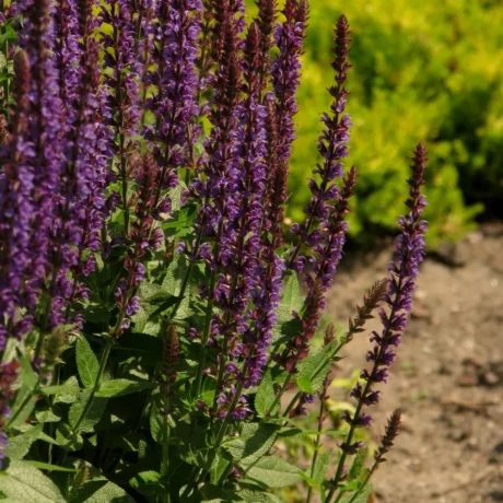 Sur l'image, on voit des épis de fleurs de sauge des bois (Salvia nemorosa) en pleine floraison, avec des tiges verticales garnies de petites fleurs violet foncé à violet clair, formant une dense inflorescence. Les feuilles à la base sont vertes, légèrement dentées et veloutées. En arrière-plan, on distingue des nuances de vert flou provenant d'autres plantes ou du feuillage, ce qui met en valeur les épis de fleurs dressés de la sauge des bois.