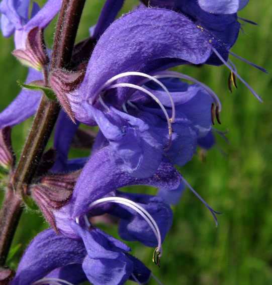 L'image motre une fleur bleue de sauge des prés