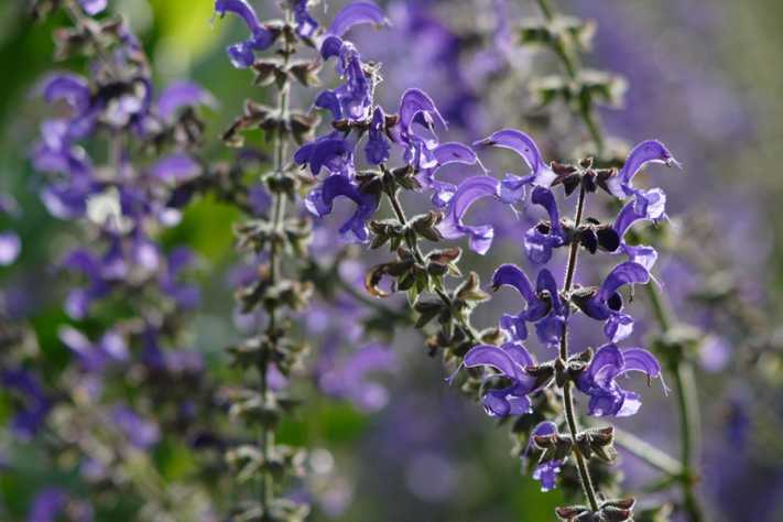 L'image montre un groupe de fleurs bleues de sauge des prés