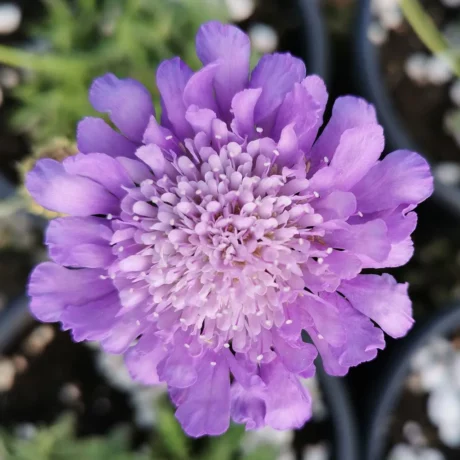 La photo montre une fleur de scabieuse colombaire en gros plan