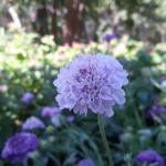 Scabieuse des jardins