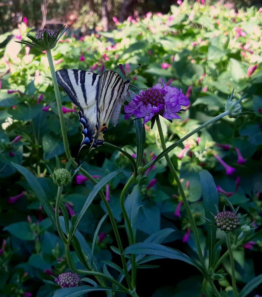 graines biologiques et reproductibles de scabieuse des jardins