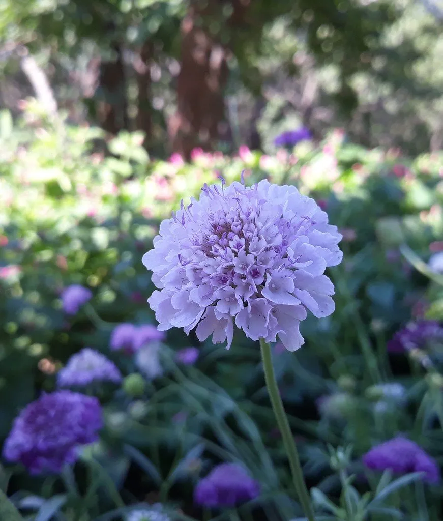 graines biologiques et reproductibles de scabieuse des jardins