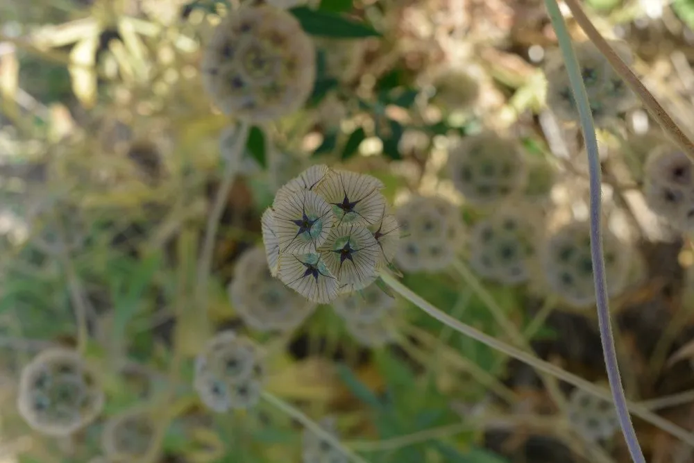 L'image montre des fleurs de scabieuse étoilée en graines