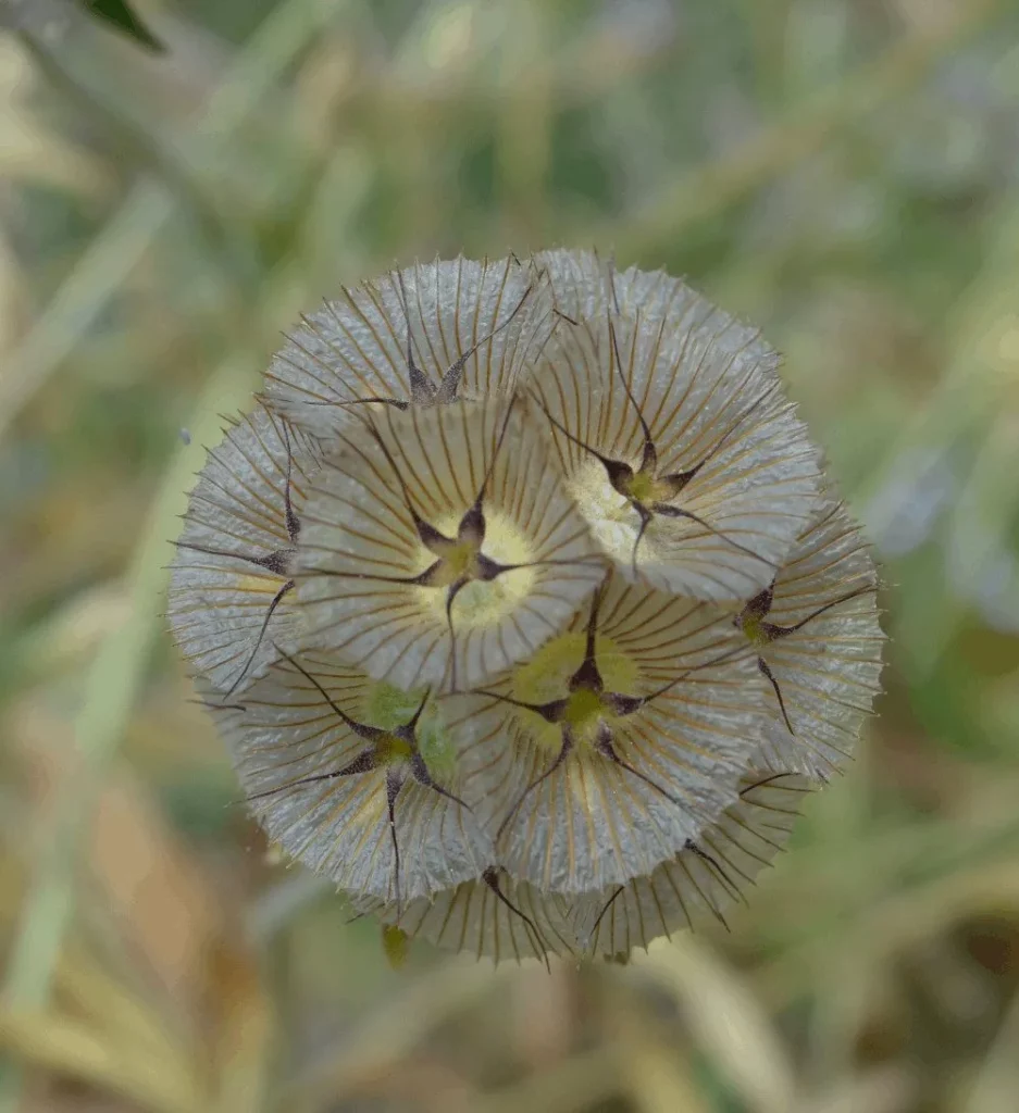 semences paysannes de scabieuse étoilée sur la plante ces dernieres montre une belle forme géometrique