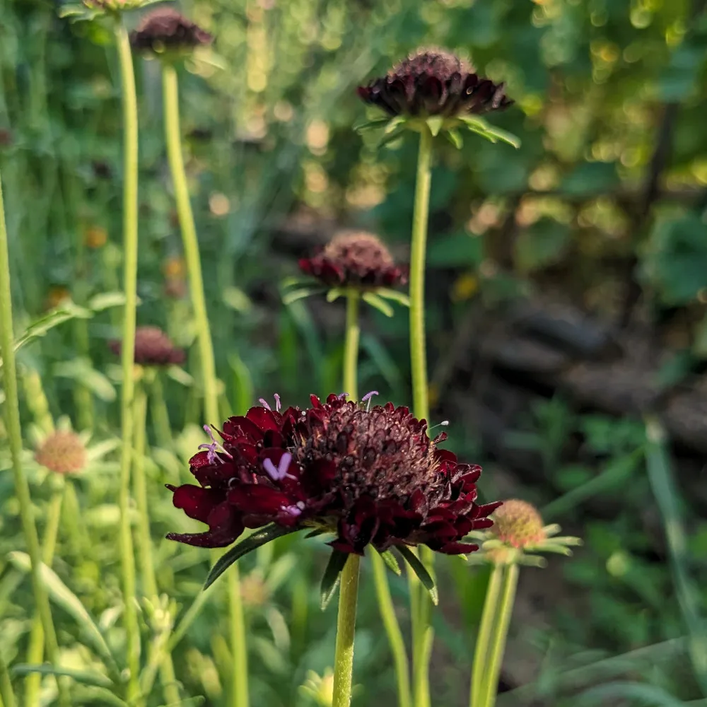 ChatGPT Sur l'image, on voit plusieurs scabieuses noires (Scabiosa atropurpurea) en pleine floraison. La fleur au premier plan est bien mise en valeur avec ses pétales d'un pourpre très sombre, presque noir, entourant un cœur frangé et dense. Les pétales externes, de forme irrégulière, ajoutent une touche de texture et d’élégance. La tige est fine et droite, supportant la fleur à une certaine hauteur. En arrière-plan, d'autres fleurs et boutons de scabieuse sont visibles, floutés, créant une profondeur dans l'image et mettant en avant la fleur principale.