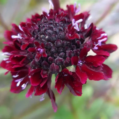 Sur cette image en gros plan, la fleur de scabieuse noire (Scabiosa atropurpurea) révèle tous ses détails. Le cœur est dense, composé de petites structures globuleuses presque noires, avec des pétales pourpres très foncés disposés en couronne autour. De fins filaments lilas émergent parmi les pétales, ajoutant une touche délicate et contrastée à l'ensemble sombre de la fleur. Les pétales externes sont ondulés, donnant une texture visuelle intéressante et ajoutant du volume à la fleur.