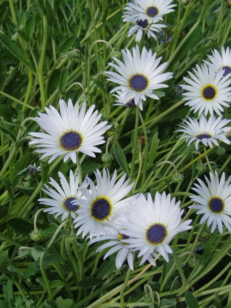 L'image montre une ribambelle de fleur d'arctotis venusta