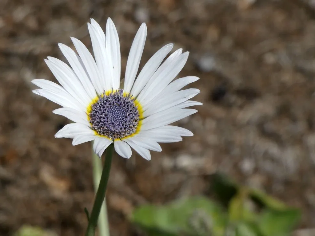 L'image montre une fleur solitaire d'arctotis venusta