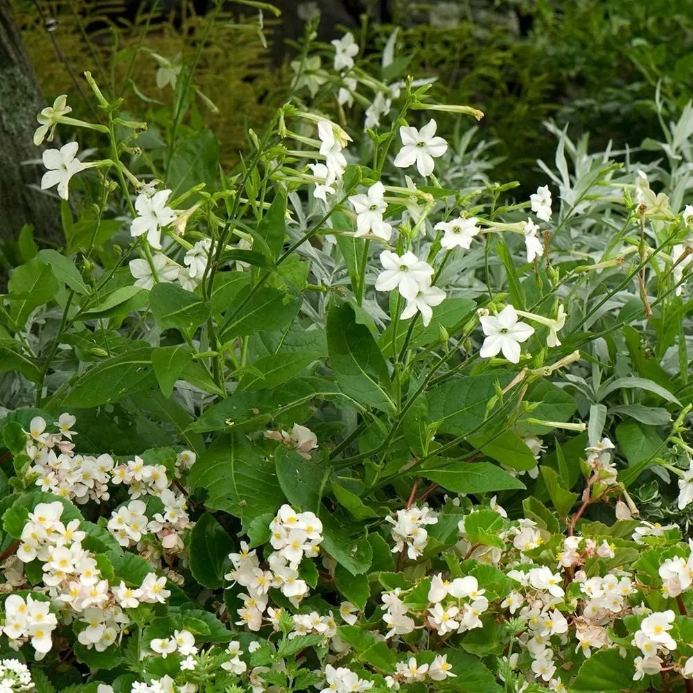 La photo montre un joli bosquet de tabac pourpre, on distingue d'autres fleurs en arrière plan