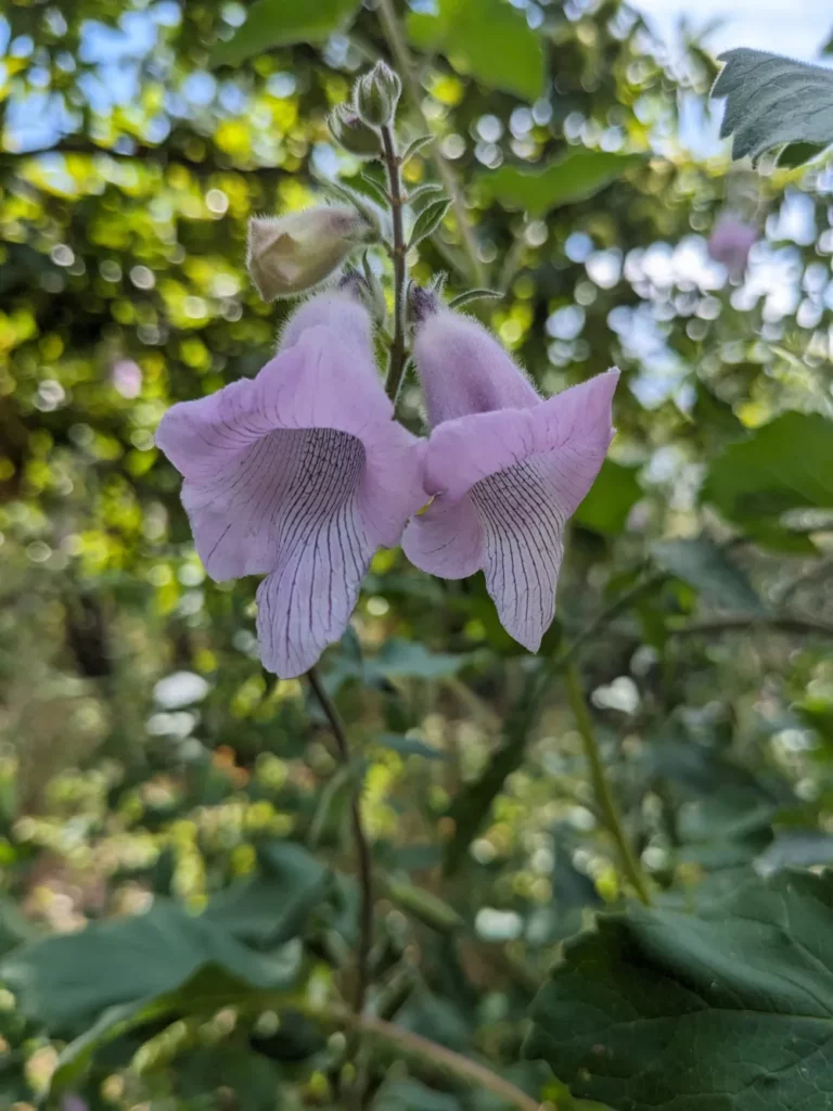 Une hampe florale de sésame du Cap