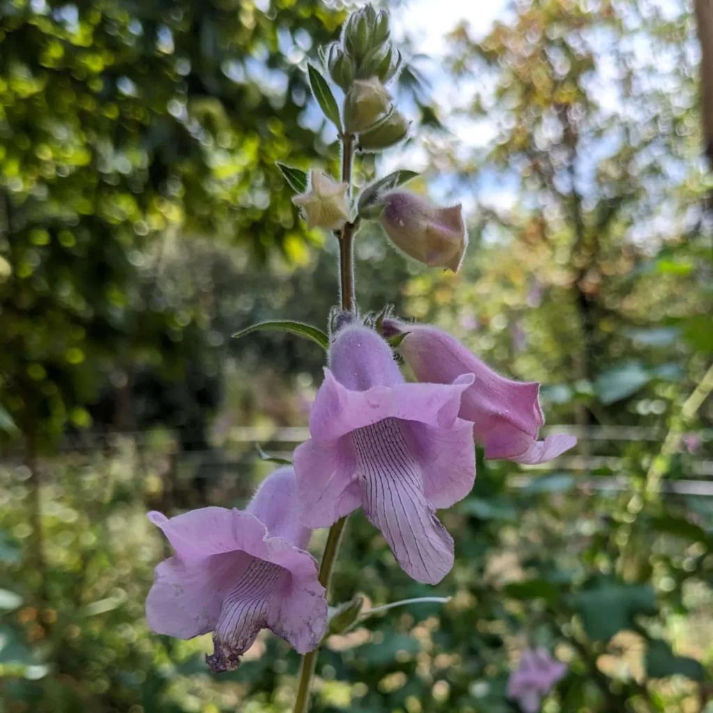 Quelques fleurs de sésame du Cap