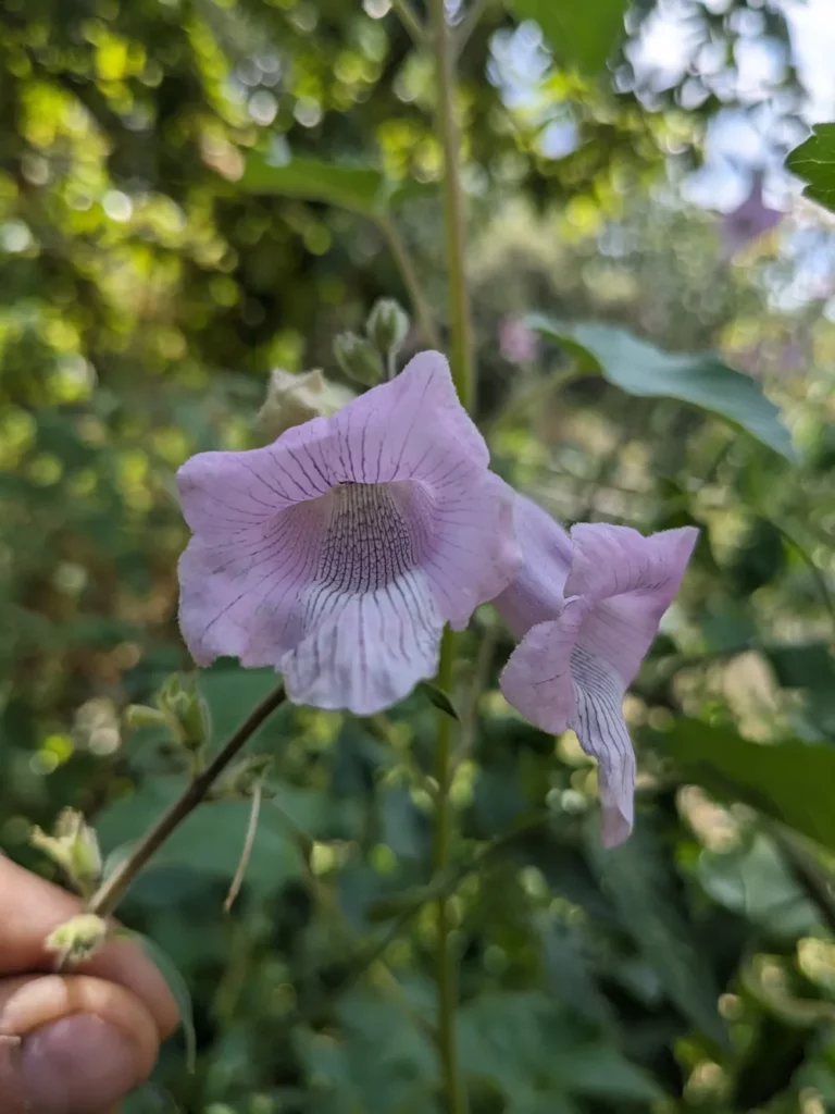une fleur de sésame du Cap tenue du bout des doigts