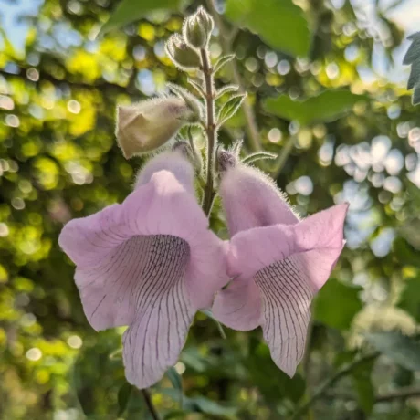 Deux belles fleurs de sésame du Cap