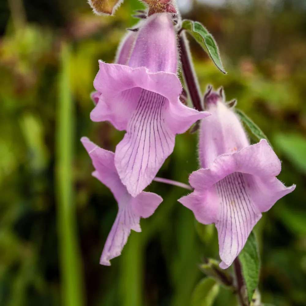 Une fleur de Sésame du Cap