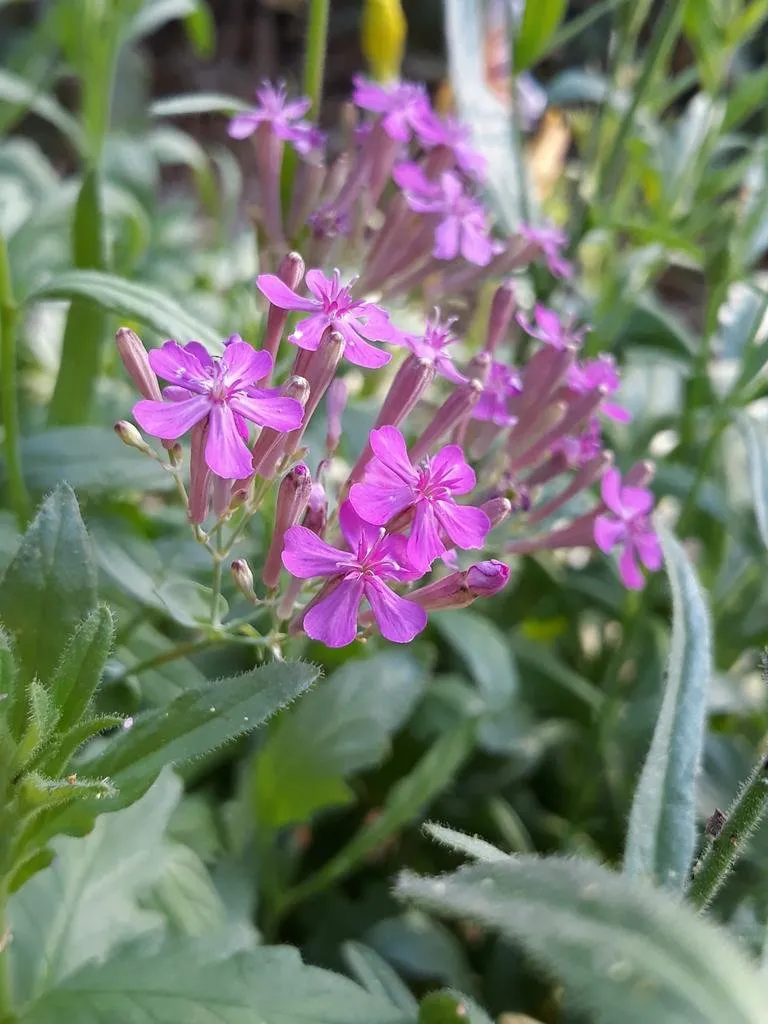 L'image représente des fleurs de silène à bouquets