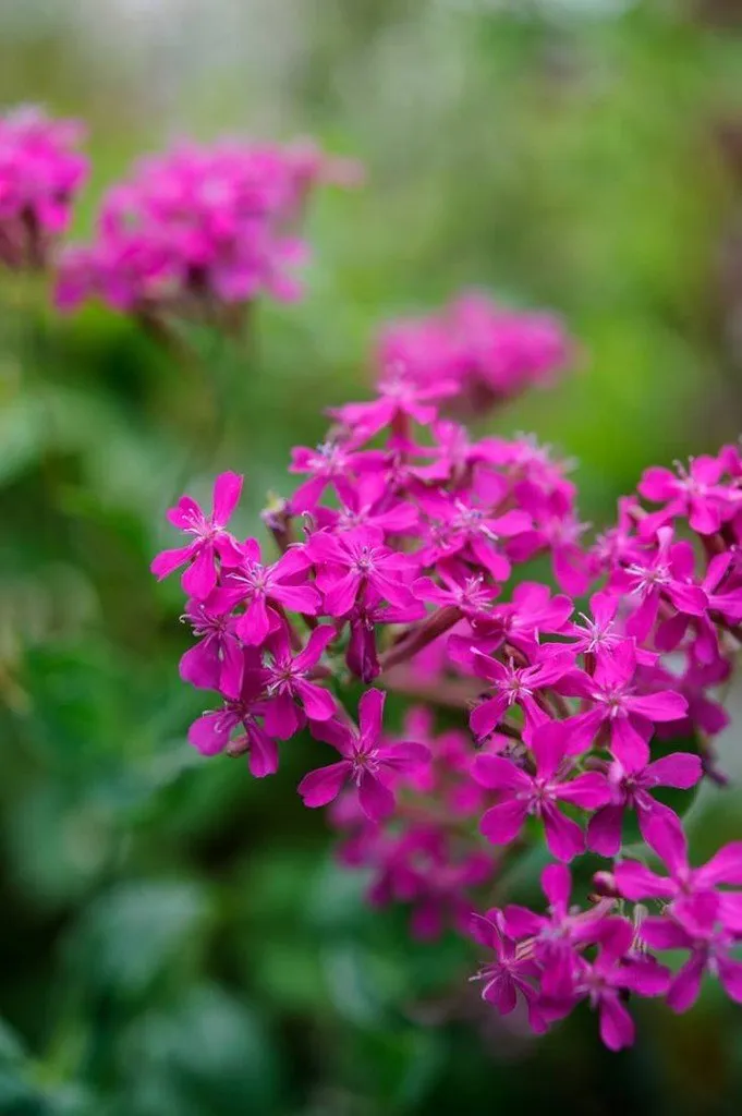 L'image montre une jolie hampe florale de silène arméria