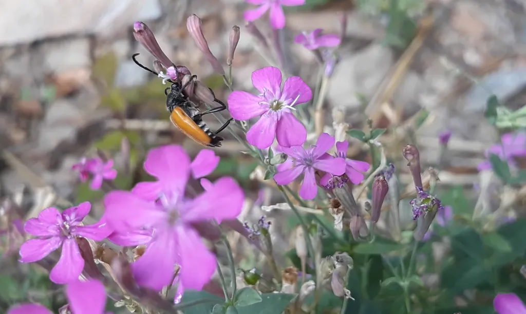 La photo montre un petit insecte sur des fleurs de silène armeria