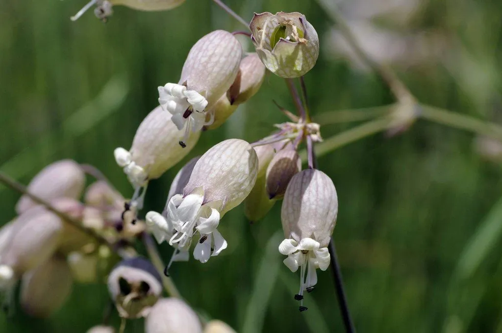 L'image montre des fleurs de silène enflée