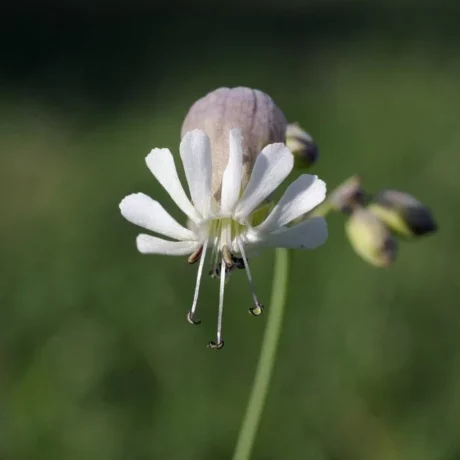 graines biologiques et reproductibles de silène inflata