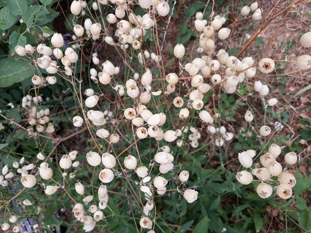 L'image montre des fleurs de silène enflée, les capsules sont aussi présentes