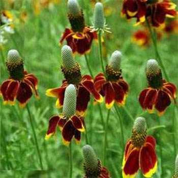 L'image montre un groupe de fleurs de Sombrero Mexicain