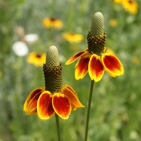 semences paysannes reproductibles de ratibida columnifera bio