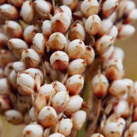 Graines biologiques reproductibles de Sorgho à pop-corn Tarahumara - Pensez Sauvage