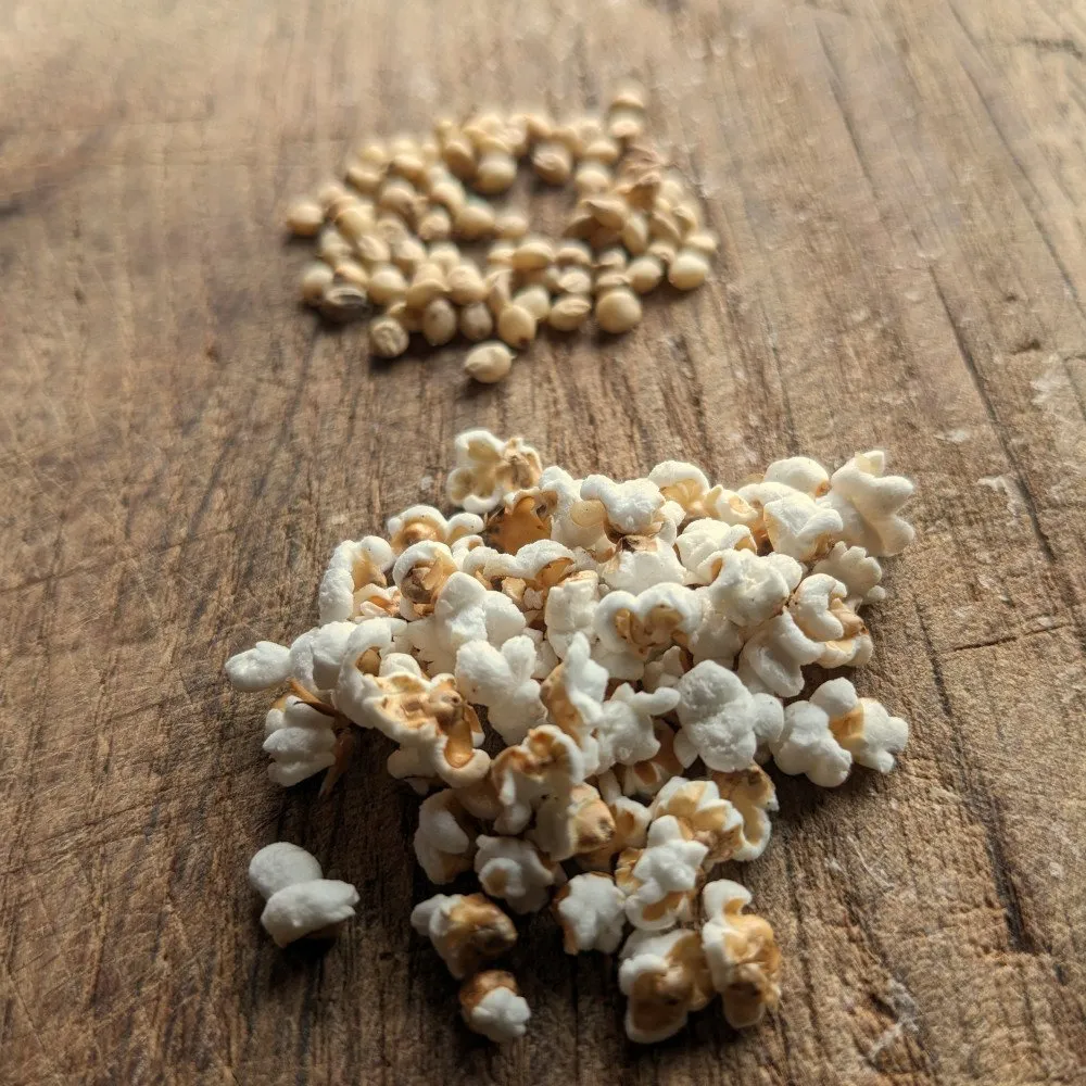 sorgo en grain et sorgo éclaté la photo est prise sur une table en bois et on voit nettement que les popcorns sont tout petits