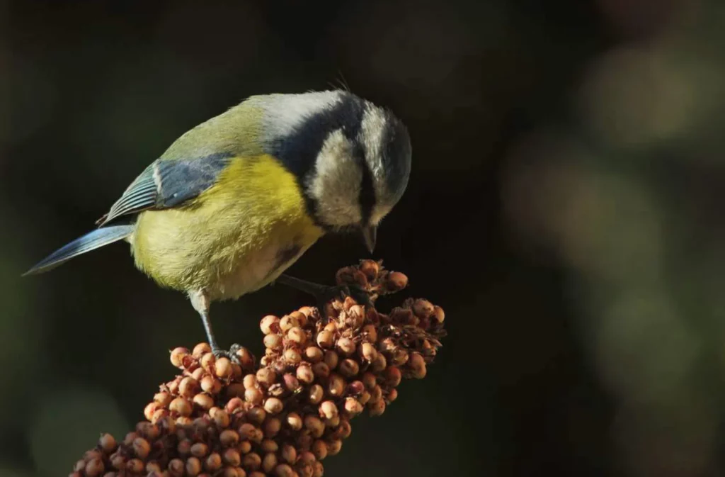 Graines biologiques reproductibles de Sorgho en mélange - Pensez Sauvage