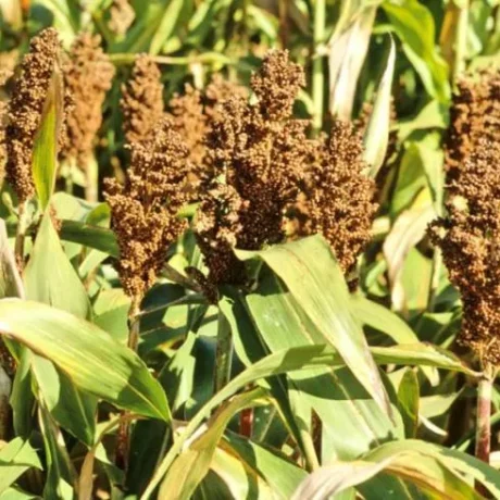 Graines biologiques reproductibles de Sorgho en mélange - Pensez Sauvage