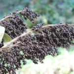 Sorgho  Mohrenhirse