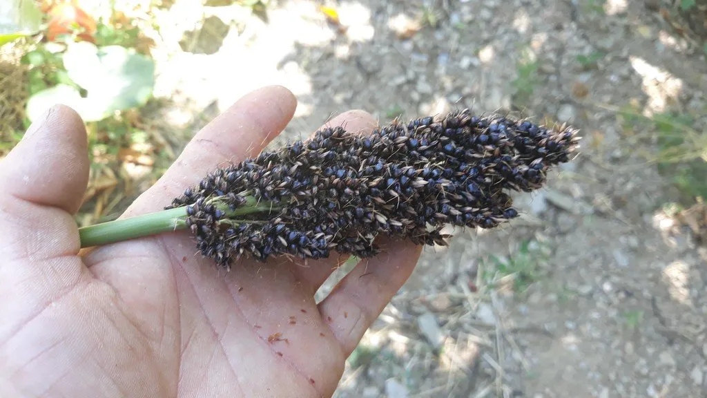 semences paysannes reproductibles de sorgo noir Mohrenhirse