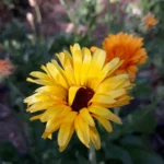 Souci, Calendula