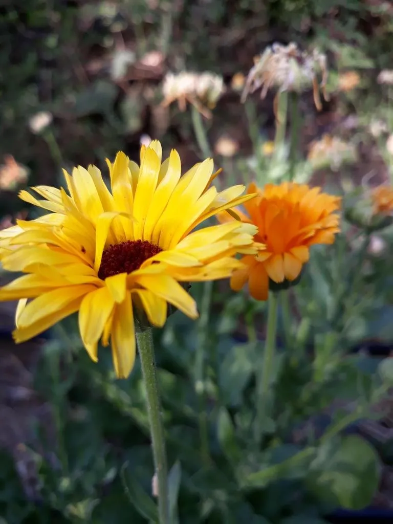 Semences biologiques et reproductibles de calendula officinale